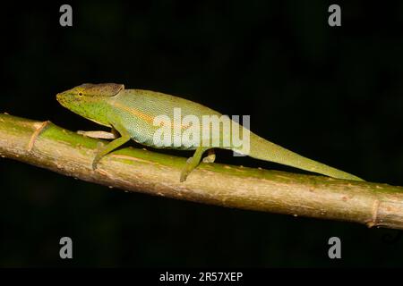 Glaws caméléon (Calumma glawi), mâle, sur branche dans la forêt tropicale de Ranomafana, hautes terres méridionales, centre de Madagascar, Madagascar Banque D'Images