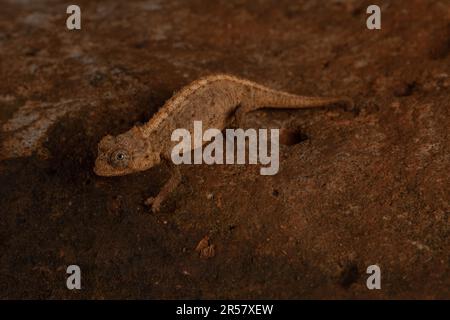 Ankarana Ground Chameleon (Brookesia confidens), très rare, sur roche à Tsingy d'Ankarana, au nord de Madagascar, Madagascar Banque D'Images