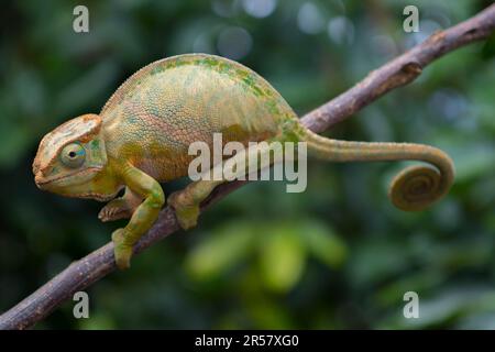 Chameleon à deux rayures (Furcifer balteatus), femelle, en branche dans la forêt tropicale de Ranomafana, dans les hautes terres du sud, au centre de Madagascar, à Madagascar Banque D'Images