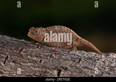 Ankarana chameleon de terre (Brookesia confidents), très rare, sur l'écorce des arbres à Tsingy d'Ankarana, au nord de Madagascar, à Madagascar Banque D'Images