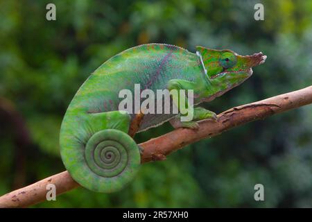 Chameleon à deux rayures (Furcifer balteatus), mâle, en branche dans la forêt tropicale de Ranomafana, dans les hautes terres du sud, au centre de Madagascar, à Madagascar Banque D'Images