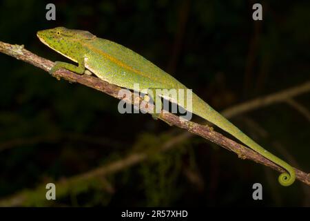 Glaws caméléon (Calumma glawi), mâle, sur branche dans la forêt tropicale de Ranomafana, hautes terres méridionales, centre de Madagascar, Madagascar Banque D'Images