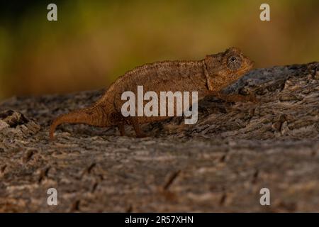 Ankarana chameleon de terre (Brookesia confidents), très rare, sur l'écorce des arbres à Tsingy d'Ankarana, au nord de Madagascar, à Madagascar Banque D'Images