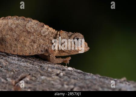 Ankarana Ground Chameleon (Brookesia confidens), très rare, sur roche à Tsingy d'Ankarana, au nord de Madagascar, Madagascar Banque D'Images