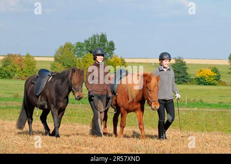 Fille plomb poneys islandais, cheval islandais, islandais, selle, bride Banque D'Images