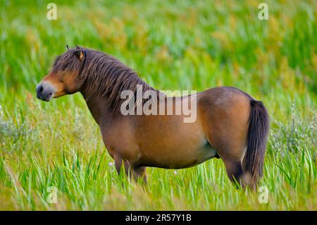 Poney Exmoor, étalon Banque D'Images