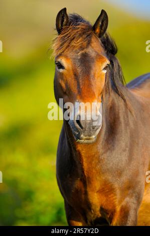 Poney Exmoor, étalon Banque D'Images