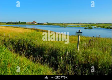 Réserve naturelle de Petten, près de Den Hoorn, île Texel, Hollande-Nord, pays-Bas Banque D'Images