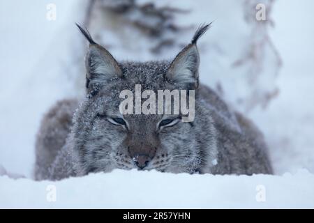 Lynx, (C), à Polar Park, en Norvège Banque D'Images