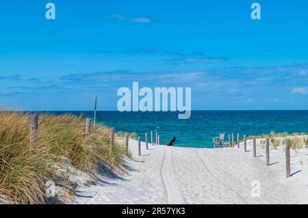 Accès par les dunes à la plage de sable d'Ahrenshoop, côté mer Baltique, Fischland-Darss-Zingst, côte de la mer Baltique, Mecklembourg-Poméranie occidentale Banque D'Images