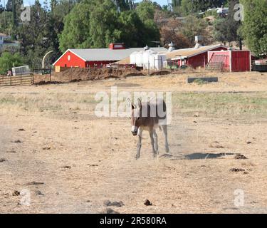 Un âne marche dans la zone de la ferme au Pierce College à Woodland Hills, en Californie, le samedi, 31 juillet 2021. Photo de Raquel G Frohlich. Banque D'Images