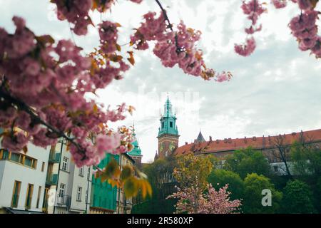 Magnifique jardin de sakura contre le château royal de Wawel par une journée ensoleillée. Beau concept de romance et d'amour avec des fleurs délicates. Banque D'Images