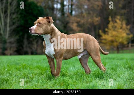 American Staffordshire Terrier, Pit Bull Banque D'Images