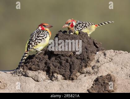 Barbets rouges et jaunes (Trachyphonus erythrocephalus), se nourrissant à un termite, Parc national de Tarangire, Tanzanie, Afrique Banque D'Images