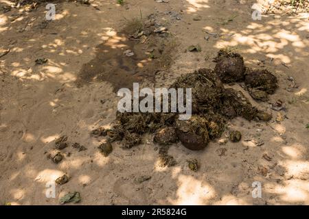 Des excréments frais révèlent que les éléphants ont marché ici il n'y a pas longtemps dans les locaux du Kutchire Lodge, dans le parc national de Liwonde, au Malawi Banque D'Images