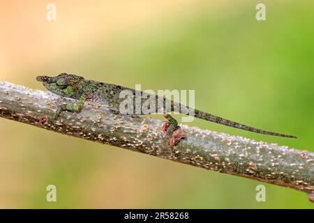 Chameleon à gros nez, homme, Madagascar (Calumma nasutum), Side Banque D'Images