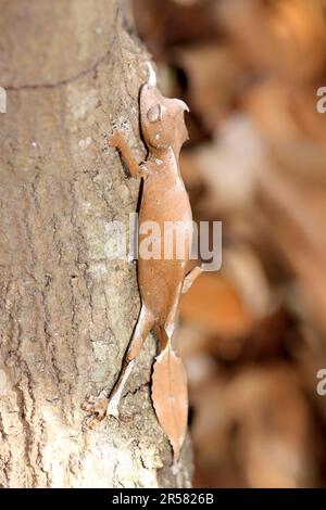 Fantastique Gecko à queue de feuilles (Uroplatus phantasticus), Madagascar Phantastischer Blattschwanzgecko, Madagaskar, Plattschwanzgecko Banque D'Images