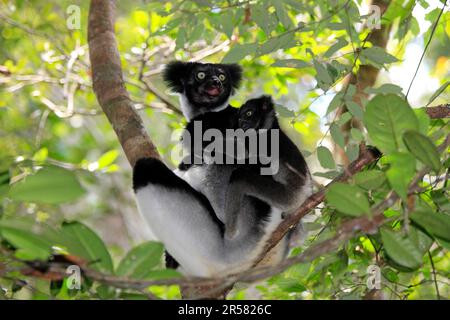 INDRIS (Indri indri), femme avec jeune, Perinet Game Reserve, Andasibe, Madagascar Banque D'Images