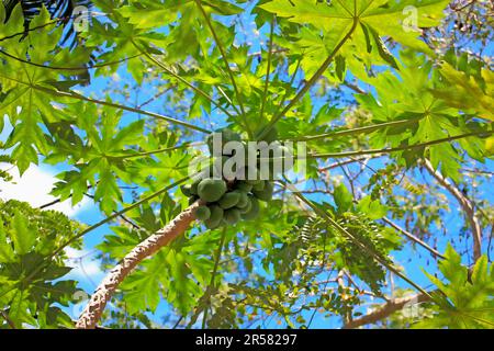 Papaye-arbre (Carica papaye) Nosy Be, Madagascar, Caricaceae Banque D'Images