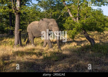 Éléphant dans le parc national de Liwonde au Malawi Banque D'Images