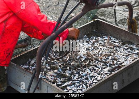 Petits poissons dans le dispositif de levage, étang de carpe drainé, pêche, Teiche de Stradower, Vetschau, Spreewald, Brandebourg, filet d'atterrissage, Allemagne Banque D'Images