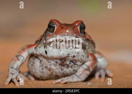 Red Toad, Hidden Valley, KwaZulu-Natal, Afrique du Sud (Schismaderma carens) Banque D'Images