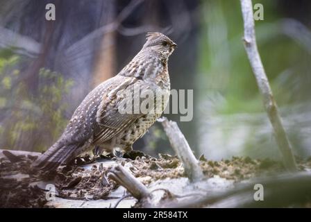 Un tétras à revers se tenant sur une bûche entre les tambours. Parc national de Grand Teton, Wyoming Banque D'Images