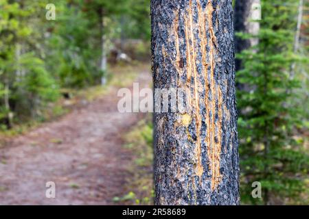 Rayures récentes d'un ours sculpté dans un tronc d'arbre le long de la boucle de String Lake. Parc national de Grand Teton, Wyoming Banque D'Images