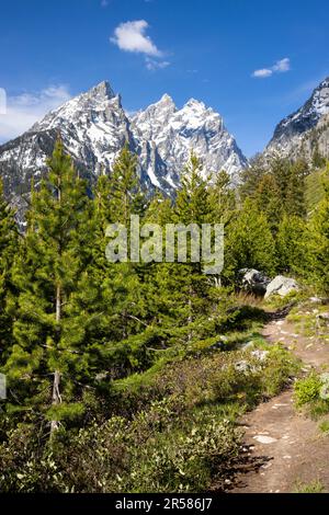 La boucle du lac Jenny serpentant à travers une jeune forêt à feuilles persistantes au-dessous des montagnes Teton. Parc national de Grand Teton, Wyoming Banque D'Images