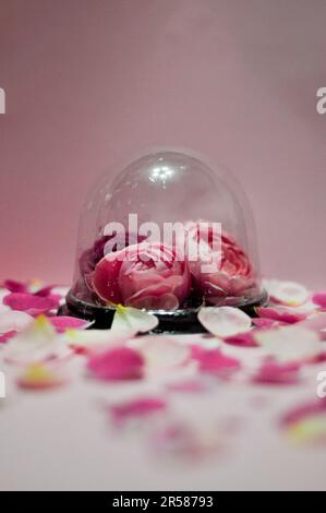 fleurs roses sous verre avec gouttes d'eau. Fleurs magnifiques et naturelles. encore la vie de fleurs roses sur fond rose. la nature et la beauté de la photo sont magnifiques. Banque D'Images