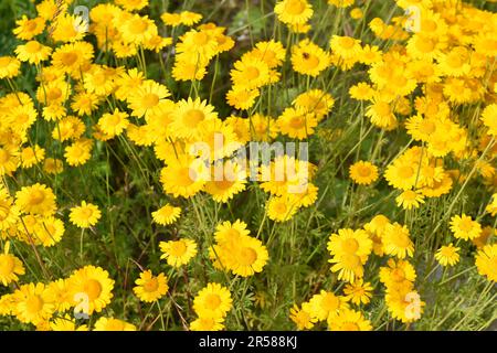 Grand champ de fleurs sauvages d'or marguerite Anthemis tinctoria Banque D'Images