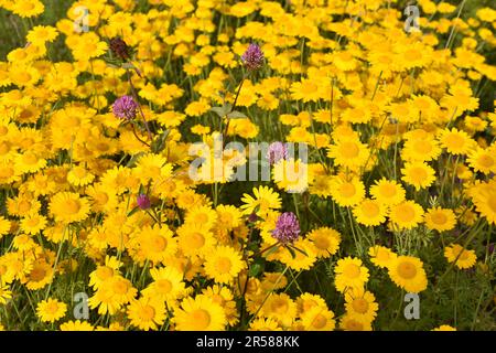 Grand champ de Marguerite Anthemis tinctoria dorée avec trèfle rouge entre les deux Banque D'Images