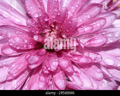 Gros plan extrême sur la fleur de chrysanthème rose mouillée par la pluie Banque D'Images