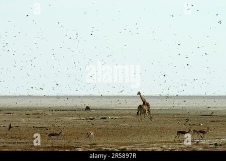 Giraffas. Parc national d'Etosha. Namibie Banque D'Images