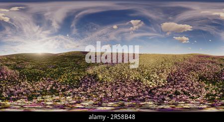 Vue panoramique à 360° de Une prairie de fleurs, au coucher du soleil, à l'élévation, au niveau du champ, image panoramique équirectangulaire à 360°, rendu réaliste 3D