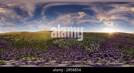 Vue panoramique à 360° de Une prairie de fleurs, au coucher du soleil, image panoramique équirectangulaire à 360°, rendu réaliste 3D