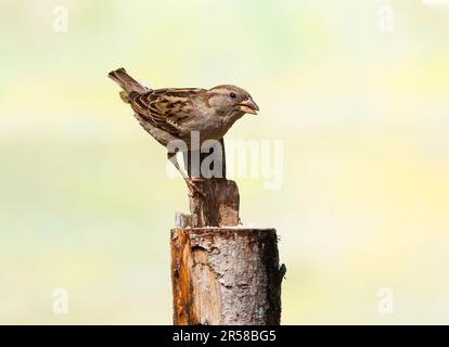 Gros plan de la femme House Sparrow, Passer domesticus, sur la tache d'alimentation au-dessus du tronc d'arbre scié en regardant vers le haut avec contact des yeux et des jambes avec des ongles tranchants Banque D'Images