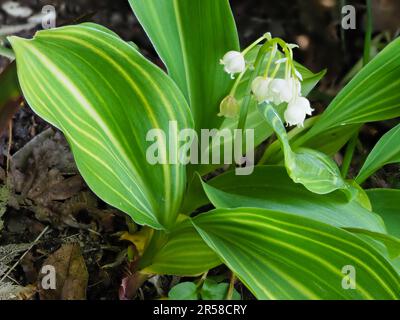 Cloches blanches parfumées et feuillage jaune rayé de la lys de la forme de la vallée, Convallaria majalis 'Albostriata' Banque D'Images