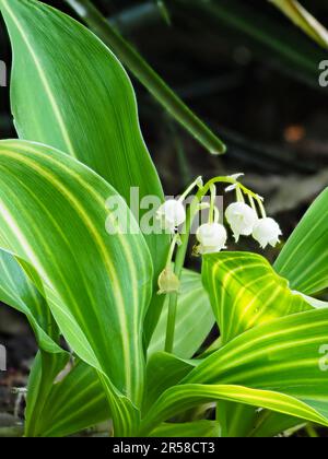 Cloches blanches parfumées et feuillage jaune rayé de la lys de la forme de la vallée, Convallaria majalis 'Albostriata' Banque D'Images