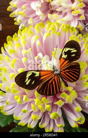Magnifique repose de papillons sur Fuji Mum encore la vie Banque D'Images