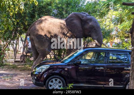 Comparaison de taille entre éléphant et petite voiture. Dans leur quête de nourriture, les éléphants du parc national de Liwonde traversent également la rivière. Le chemin les mène à travers les chalets et les cabanes dans les arbres du Lodge et à travers le parking. Sur le terrain du Kutchire Lodge, situé dans le parc national, tous les animaux sauvages ont un accès gratuit. Parc national de Liwonde, Malawi Banque D'Images