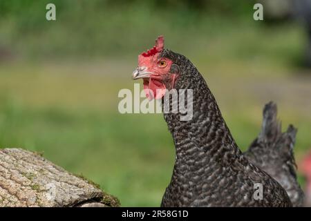 Cuckoo Maran poule Banque D'Images