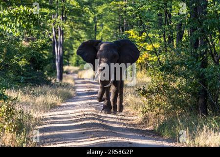 Rencontre avec un éléphant sur une route à travers le parc national de Liwonde au Malawi Banque D'Images