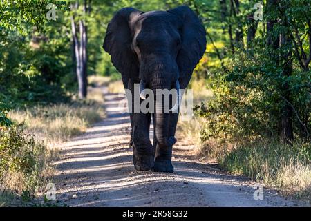 Rencontre avec un éléphant sur une route à travers le parc national de Liwonde au Malawi Banque D'Images