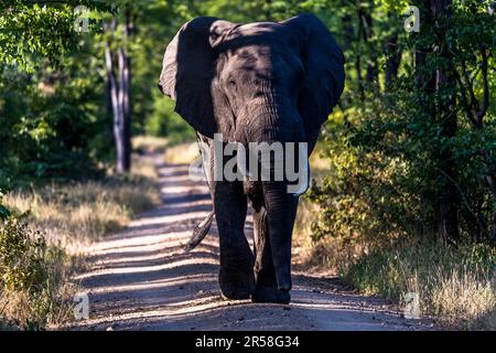 Rencontre avec un éléphant sur une route à travers le parc national de Liwonde au Malawi Banque D'Images