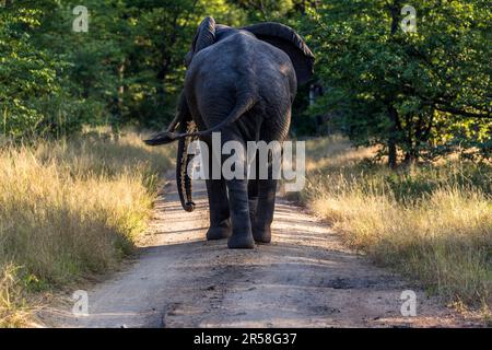 Rencontre avec un éléphant sur une route à travers le parc national de Liwonde au Malawi Banque D'Images