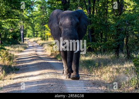 Rencontre avec un éléphant sur une route à travers le parc national de Liwonde au Malawi Banque D'Images