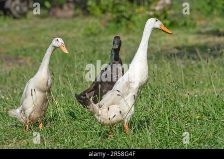 Canards de chemin indiens Banque D'Images