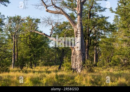 Baobab Tree dans le parc national de Liwonde. L'arbre stocke beaucoup d'eau dans son tronc. Les éléphants cassent l'écorce lorsqu'il est sec. Ce tronc montre les traces des éléphants. Le tronc d'un baobab montre clairement les marques de rayures des défenses d'éléphant. Pendant la saison sèche, ces arbres servent de réservoirs de liquide. Parc national de Malawi Liwonde Banque D'Images