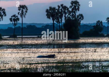 Hippos au crépuscule sur la large rivière Shire. Parc national de Malawi Liwonde Banque D'Images